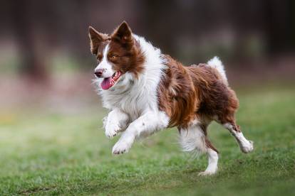 Un Border Collie brun en train de courir dans l'herbe