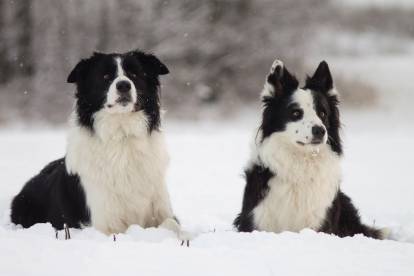 Deux Border Collie noirs et blancs allongés dans la neige