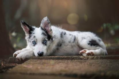 Un jeune Border Collie aux yeux bleus