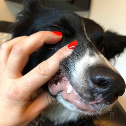Un Border Collie se faisant examiner les dents