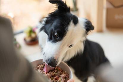 Un Border Collie mangeant dans sa gamelle 