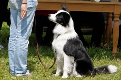 Un Border Collie semblant suivre une séance d'éducation