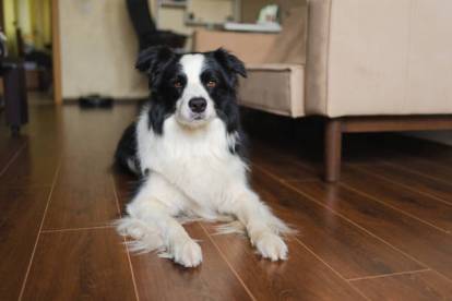 Un Border Collie allongé dans une chambre