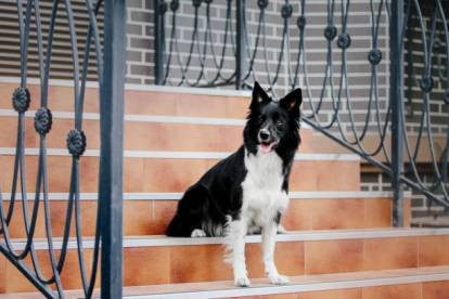 Un Border Collie assis sur des marches d'escalier et surveillant l'entrée d'une maison