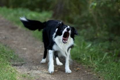 Un Border Collie semblant énervé