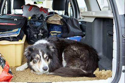 Un Border Collie allongé dans le coffre arrière d'un véhicule
