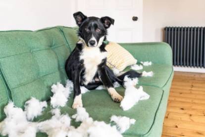 Un Border Collie assis sur un canapé et ayant fait des dégâts