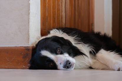 Un Border Collie allongé au sol et ayant un regard triste