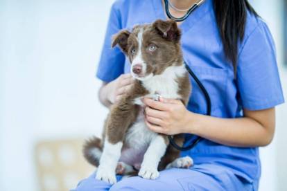 Un Border Collie assis sur les cuisses de la vétérinaire