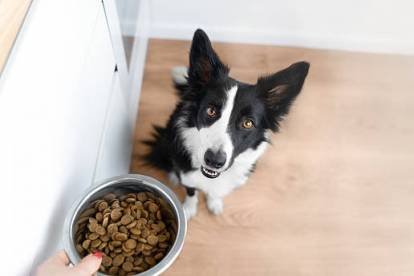 Un Border Collie recevant son repas