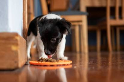Un Border Collie mangeant dans sa gamelle