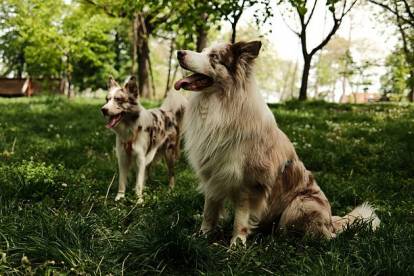 Deux Border Collie au pelage merle profitant d’un moment paisible dans un parc ensoleillé