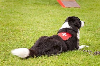 Un Border Collie secouriste allongé sur un terrain herbeux