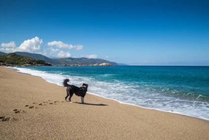 Un Border Collie sur la plage de Sagone, en Corse