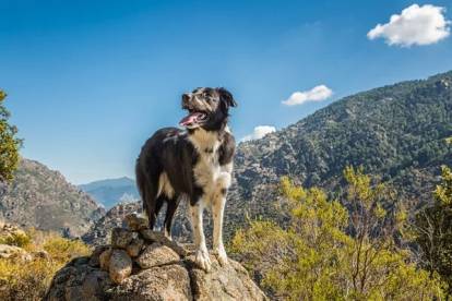 Un Border Collie sur un rocher dans une zone montagneuse de Corse, en France