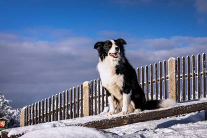 Un Border Collie assis sur une planche recouverte de neige en altitude