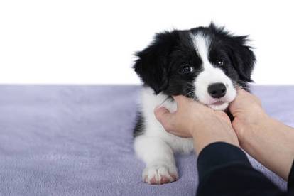 Un chiot Border Collie allongé sur une couverture et en train d'être caressé au niveau du cou