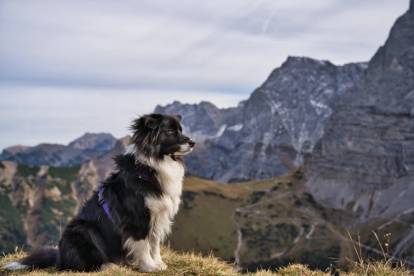 Un Border Collie au milieu des montagnes dans les Alpes suisses