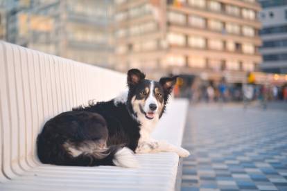 Un Border Collie allongé sur un banc à Knokke-Heist, en Belgique