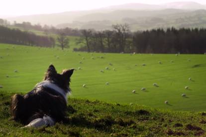 Un Border Collie observant un troupeau de brebis dans un vaste champ en Écosse, au Royaume-Uni