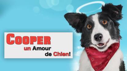L'affiche du film « Cooper, un amour de chien » (2011)