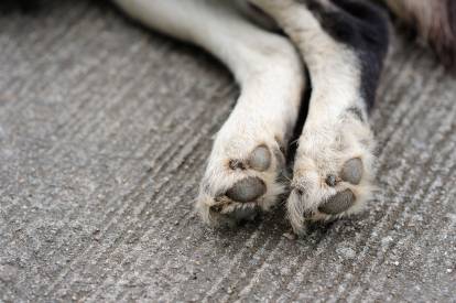 Les pattes d’un Border Collie