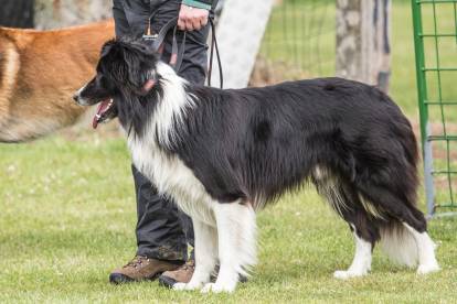 Un Border Collie tenu en laisse