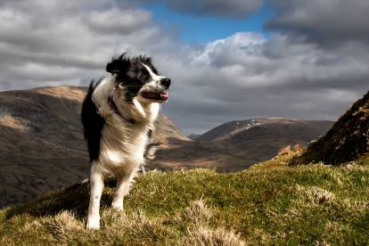 Un Border Collie au sommet de Wansfell Pike dans le Lake District en Angleterre.