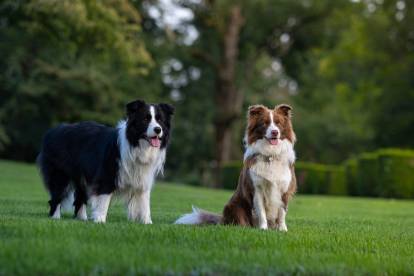 Deux Border Collies posant sur une pelouse verte dans un parc boisé