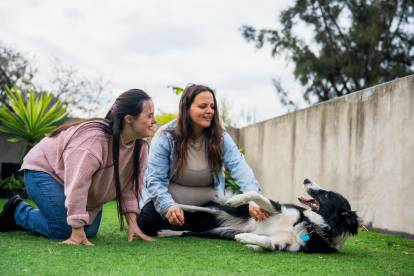 Un Border Collie allongé sur le dos dans l'herbe et en train d'être caressé par une femme.