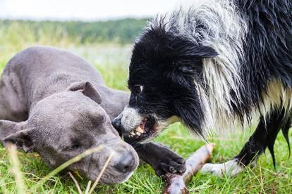 Un Border Collie menaçant un Pit Bull allongé dans l'herbe