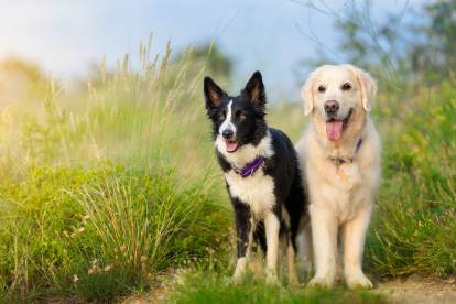 Un Border Collie et un Golden Retriever posant ensemble l'un à côté de l'autre dans la nature