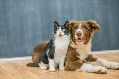 Un chat se tenant contre un Border Collie allongé sur un parquet, et les deux regardent dans la même direction