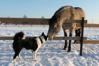 Un Border Collie et un cheval échangent un contact de nez à nez à travers une clôture en bois sur une surface enneigée