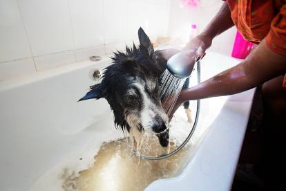 Un Border Collie en train d'être douché dans une baignoire
