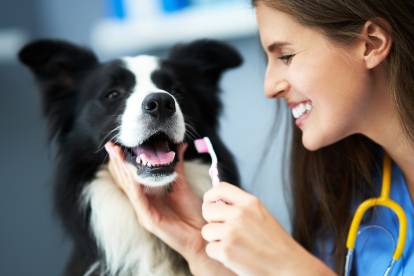 Une femme vétérinaire s'apprêtant à brosser les dents d'un Border Collie