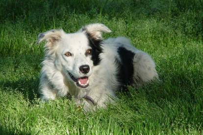 Chaser, une femelle Border Collie connue pour sa mémoire exceptionnelle, allongée dans de l'herbe
