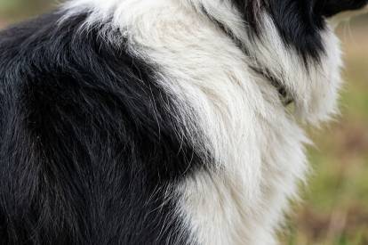 Zoom sur le pelage d'un Border Collie 