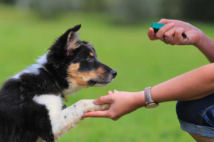 Un jeune Border Collie en train de donner la patte à une personne tenant un clicker dans sa main