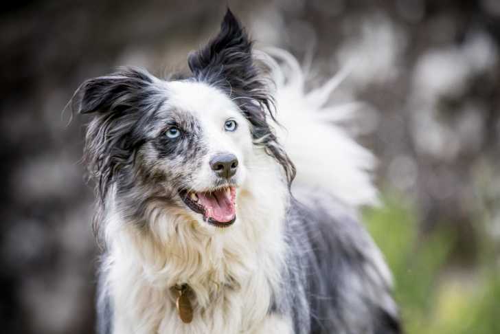 Un Border Collie bleu merle avec un air heureux