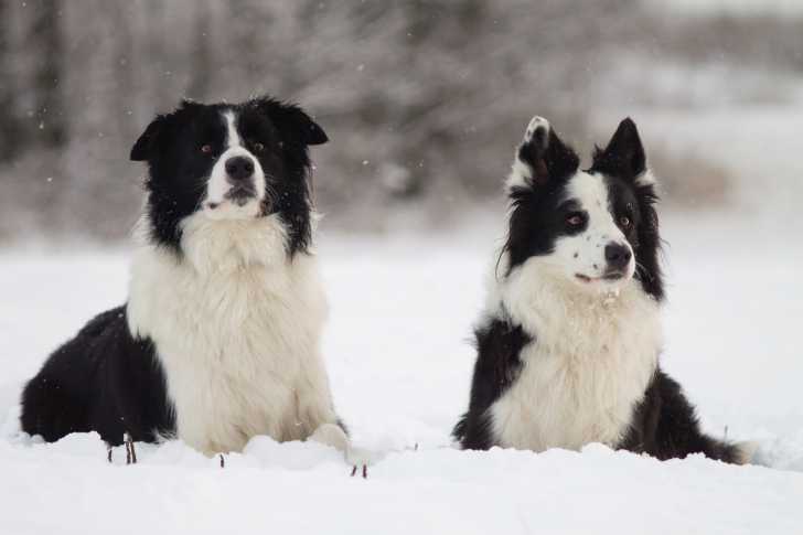 Deux Border Collie noirs et blancs dans la neige