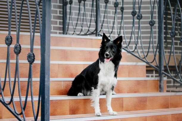 Un Border Collie assis sur des marches d'escalier et surveillant l'entrée d'une maison