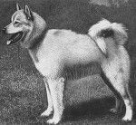 Photo Laïka Carélo-Finois