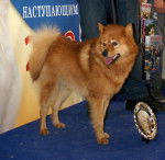 Photo Laïka Carélo-Finois