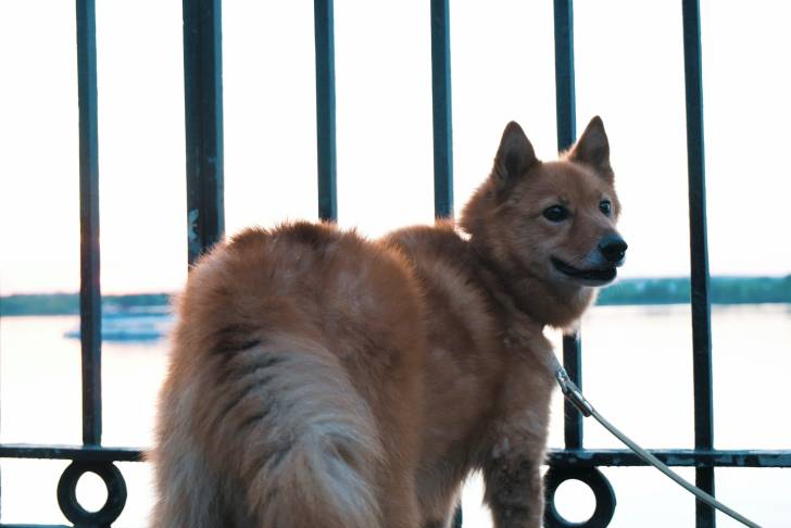 Photo Laïka Carélo-Finois