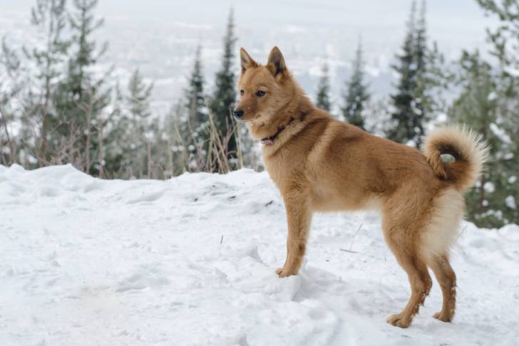 Photo Laïka Carélo-Finois