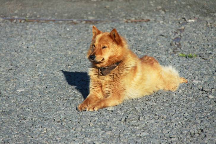 Photo Laïka Carélo-Finois