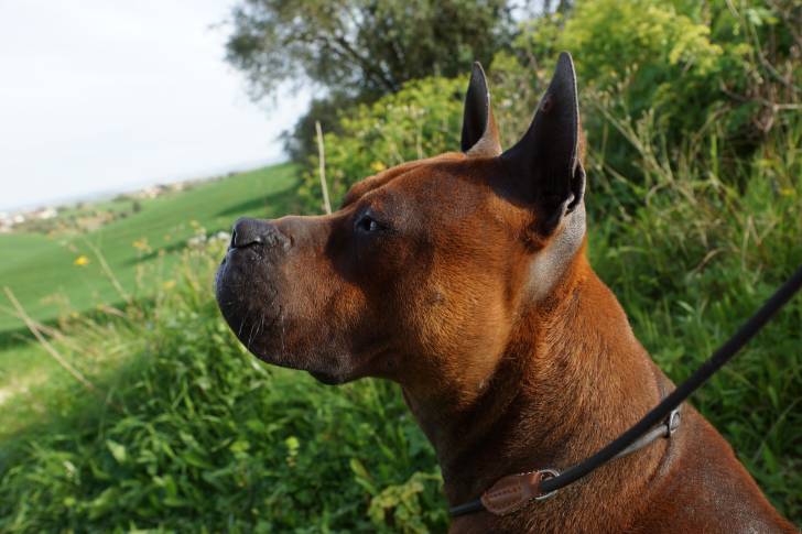 Bock - Chuandong Hound