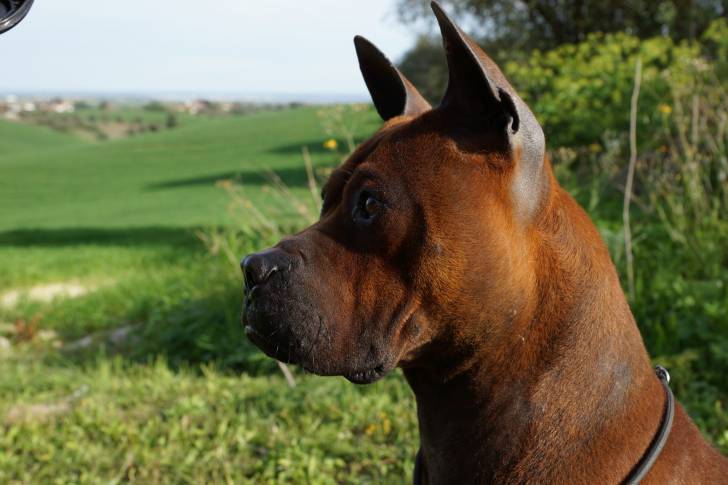 Bock - Chuandong Hound