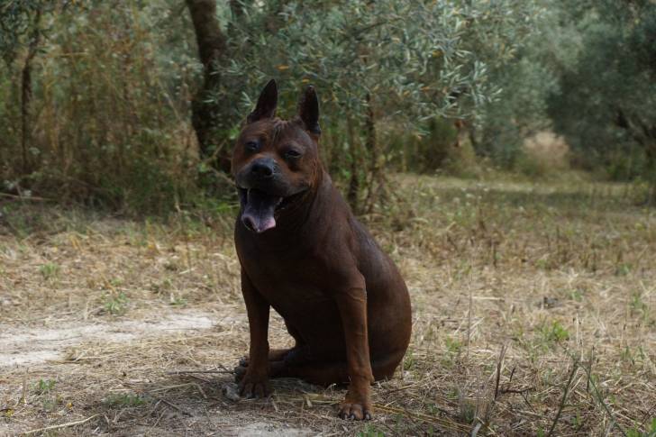 Bock - Chuandong Hound